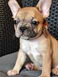 Buldog francuski sunia