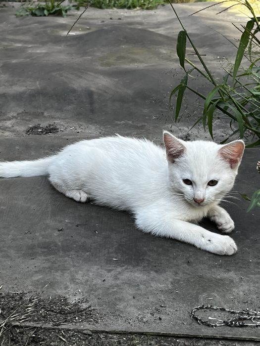 Котики ,кошенята Безкоштовно в добрі руки