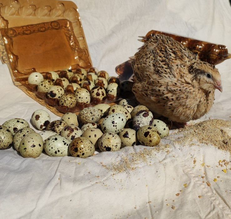 Перепелине яйце домашне