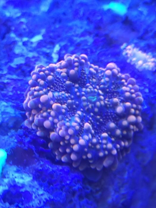 Ricordea , akwarium morskie