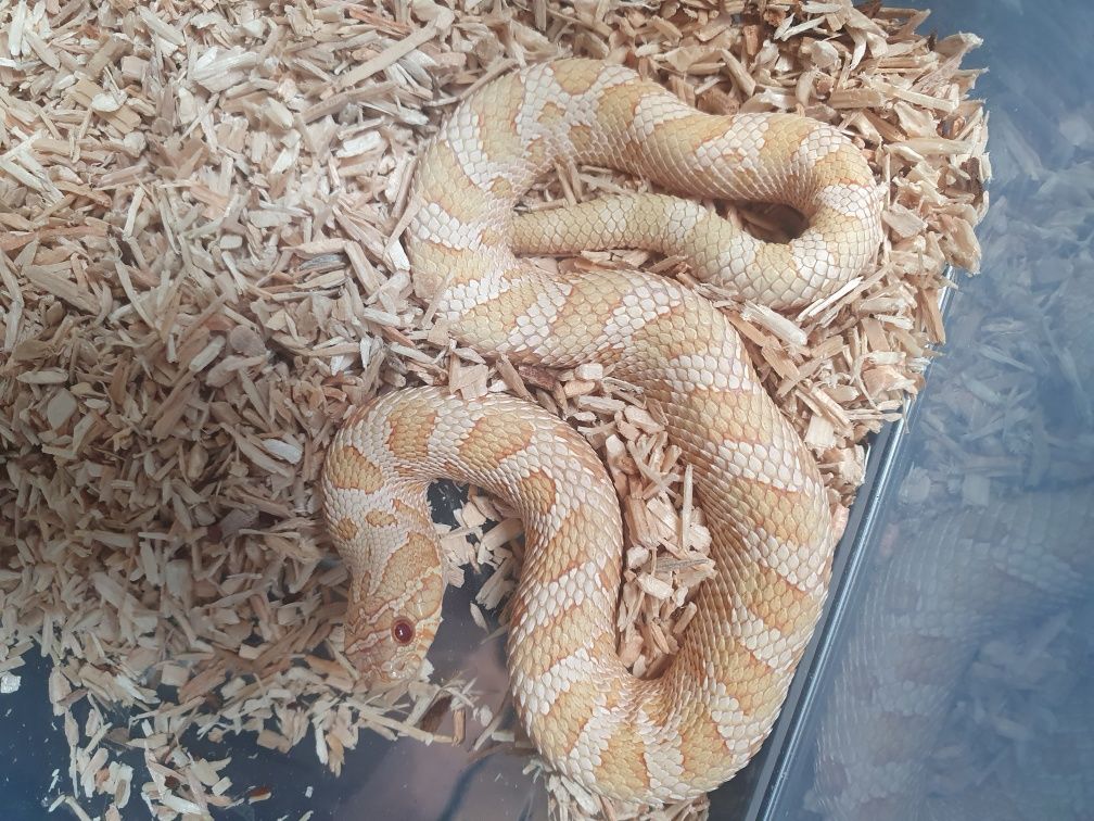 Heterodon zachodni samiec albino conda