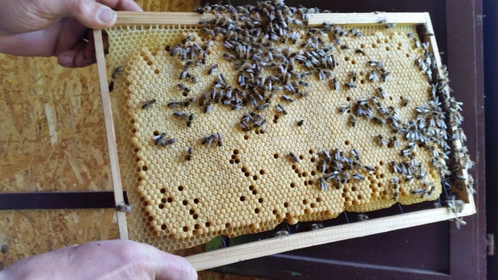 Пчеломатки. Карника из Словении