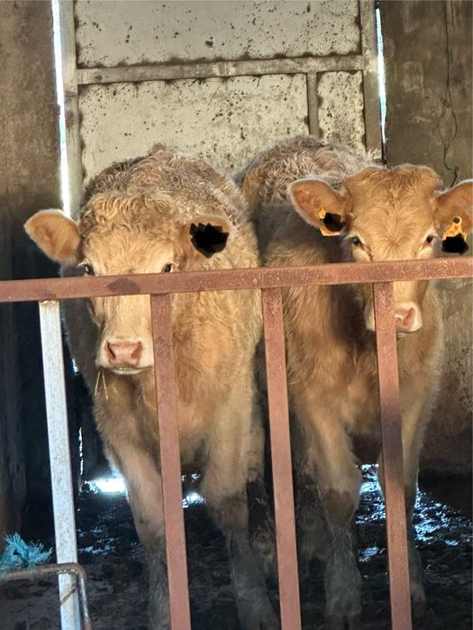 Vitelas charolesas