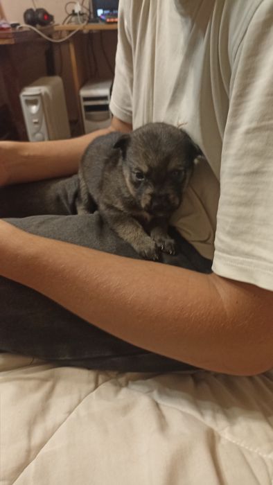 Віддаю цуценят в добрі руки