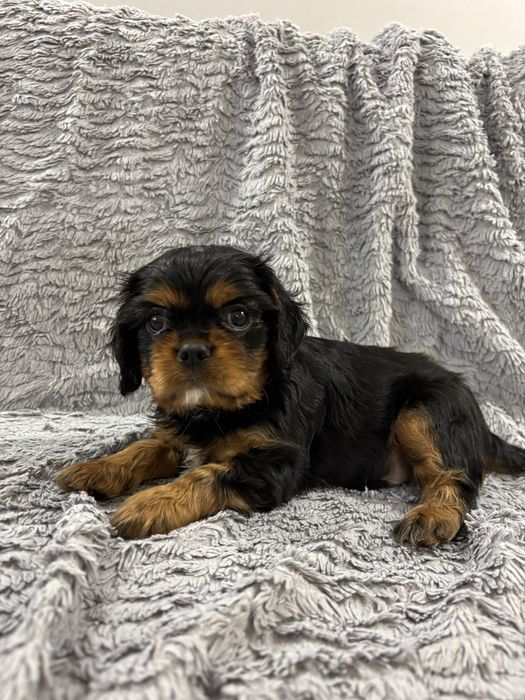 Cavalier king charles spaniel