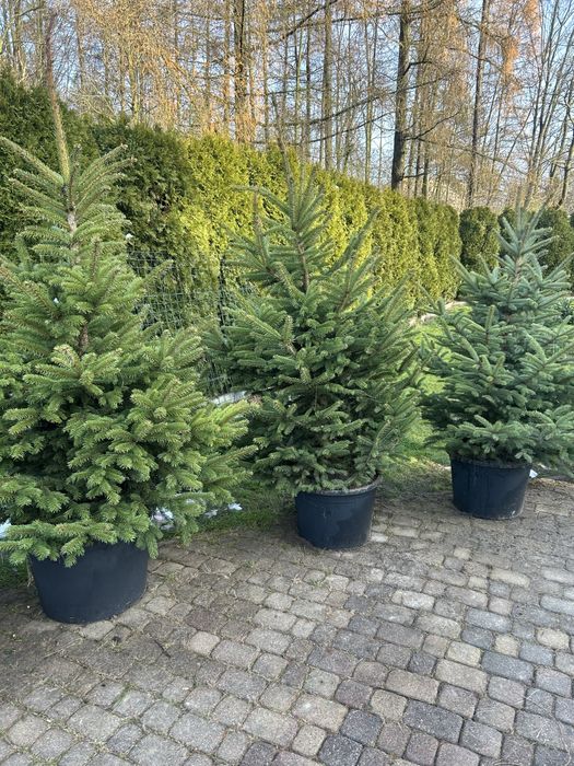 SOSNOWIEC CHOINKI świeże jodła świerk cięte doniczkowe śląsk