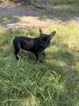 Buldog francuski