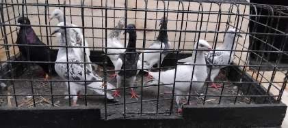 gołębie ozdobne srebniaki