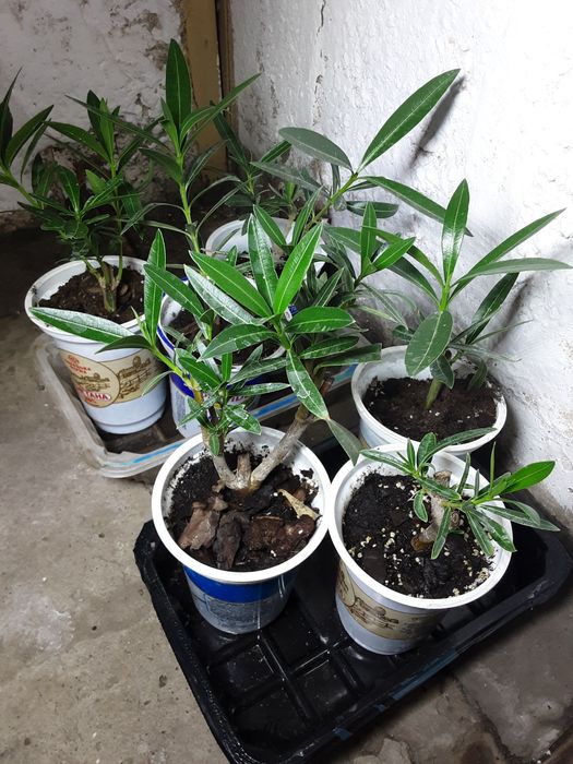 Олеандр рожевий , саджанці
