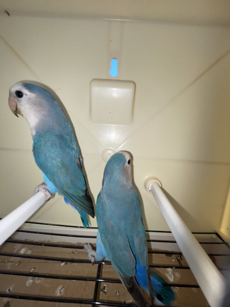Casal agapornis roseicollis adulto