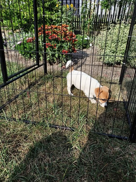 Jack Russell Terrier ZkwP FCI