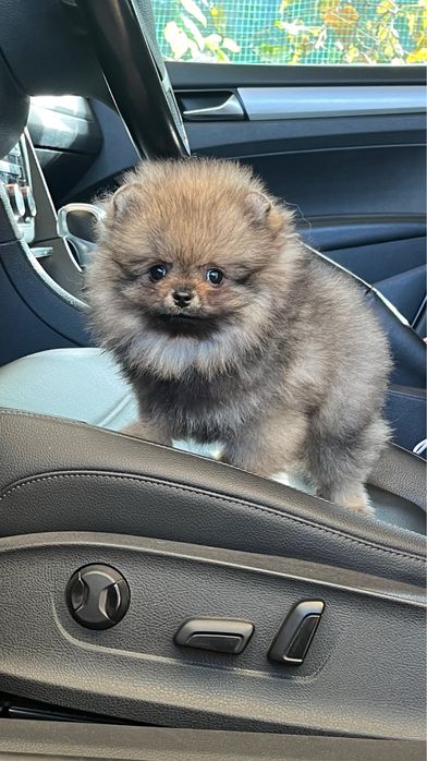 Хлопчик померанського шпіца шукає дім