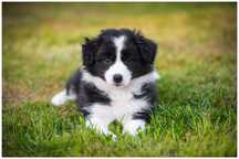 Border Collie ZKwP FCI
