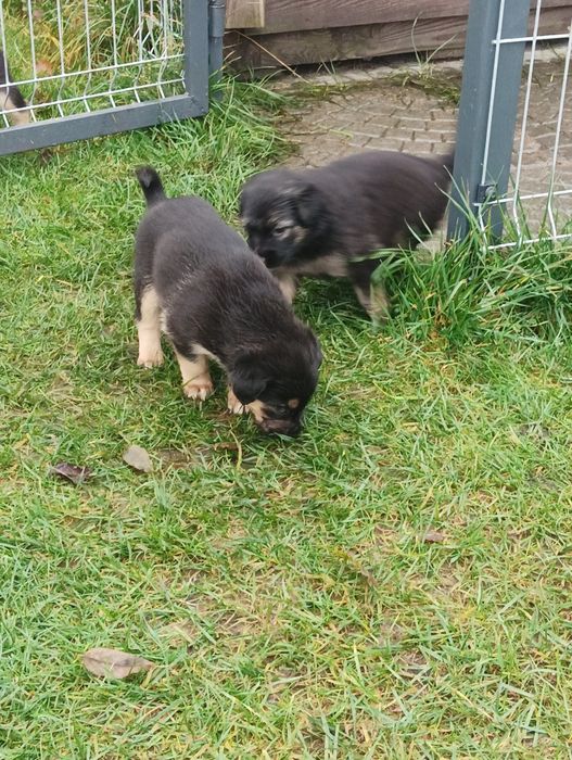 Oddam pieski w dobre ręce