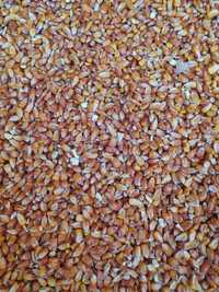 Продам кукурудзу кукурузу сушену + пшениця