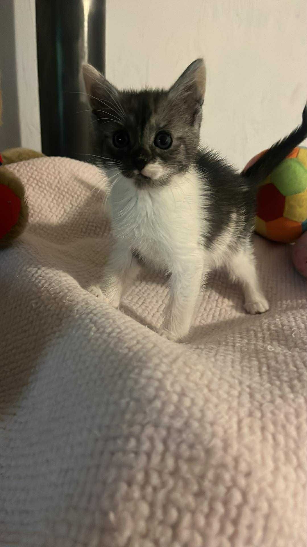 Śliczne kotki do adopcji