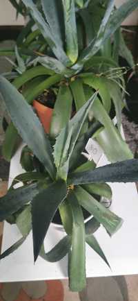 Agawa agawy w doniczce