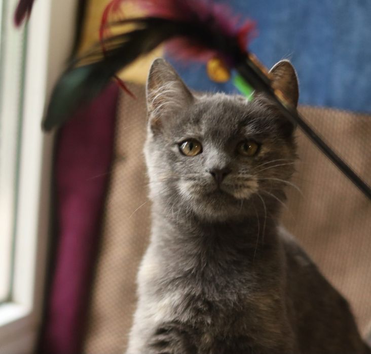 Дівчинка кошеня 4 місяці Асса