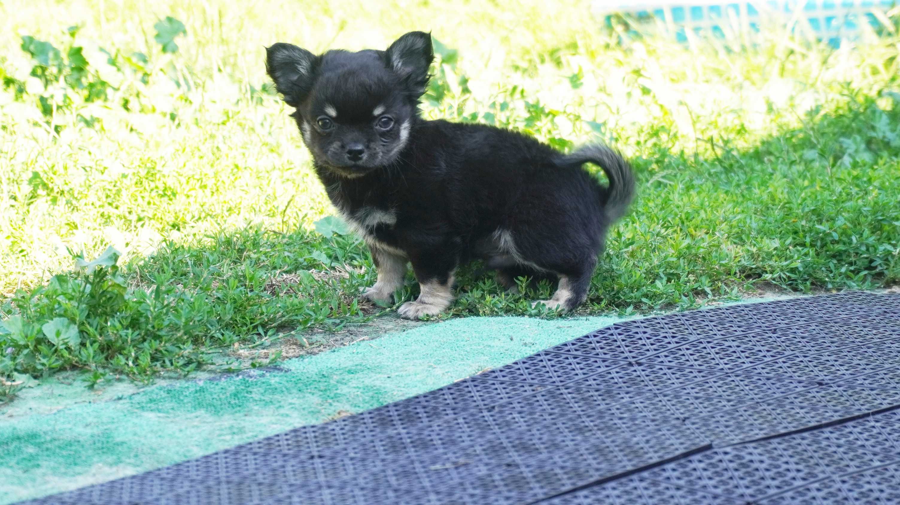 Piesek długowłosy, Chihuahua - ZKwP/FCI
