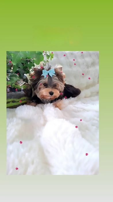 Z PASZPORTEM, mini mini Mikey, maleńki chłopiec Yorkshire terrier