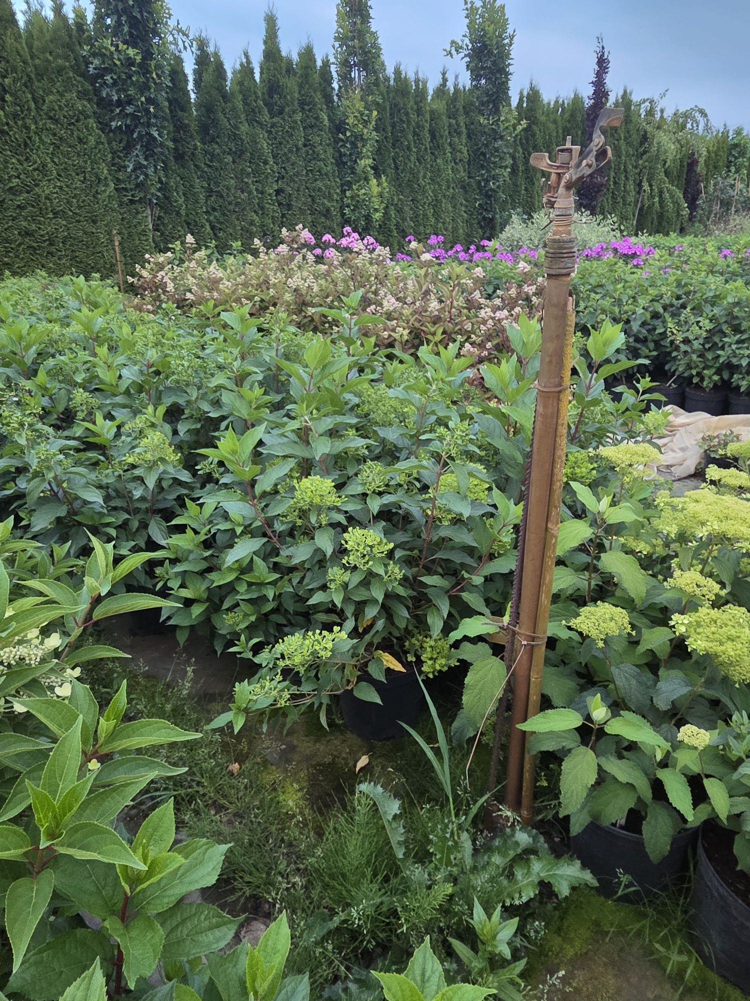 Hortensja budleja w pojemniku