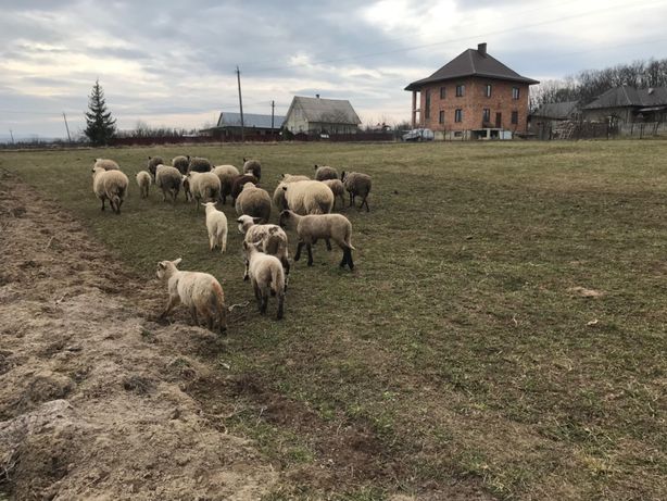 Овци романовськи