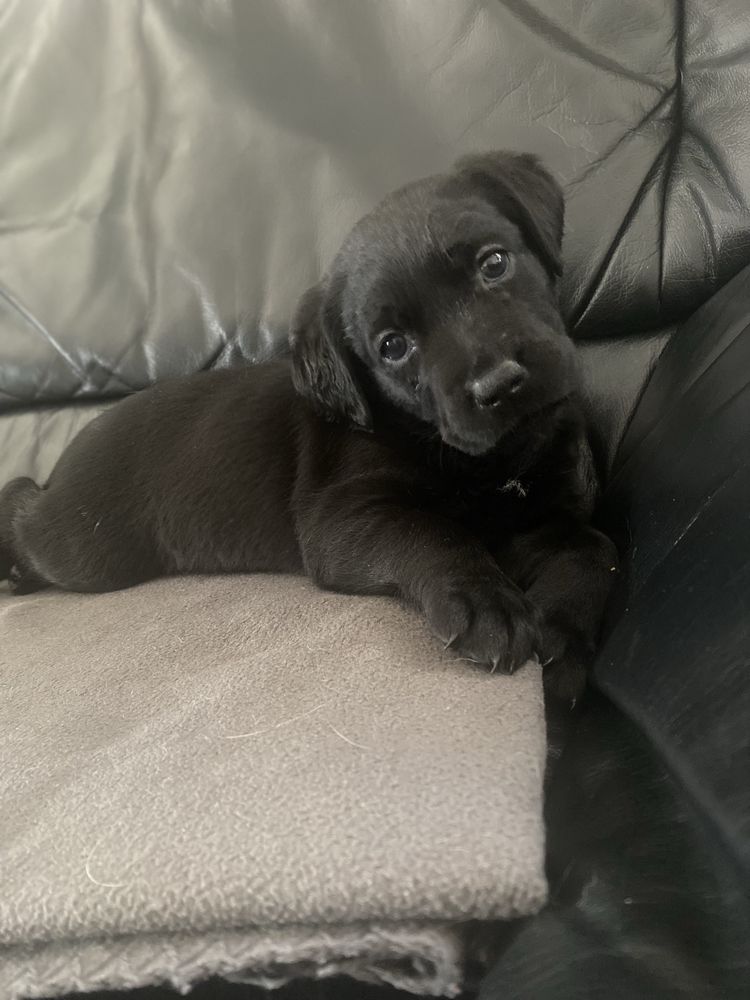 Labrador redriver