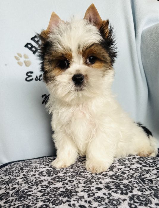 Śliczny chłopczyk york biewer