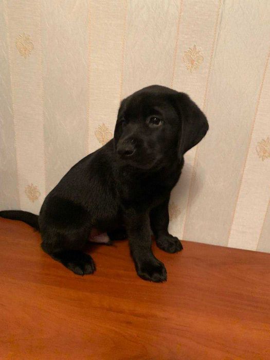 Щенки лабрадора с прививками, документами WKU, KKU. 3 месяца