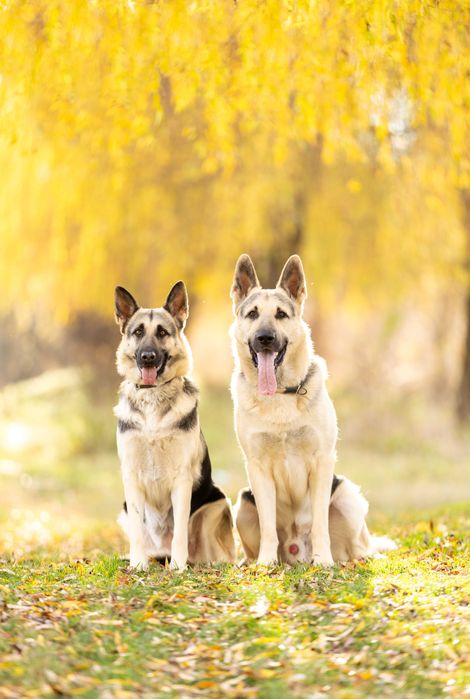 Щенки ВЕО - Цуценята СЄВ (ВЕО)  вже доступні! документи КСУ