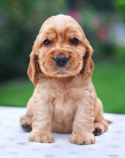 Cocker Spaniel  menina