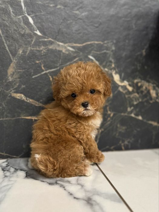 Красуня міні мальтіпу ф1. Ми в Луцьку.