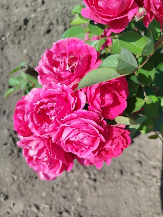 Плетиста троянда