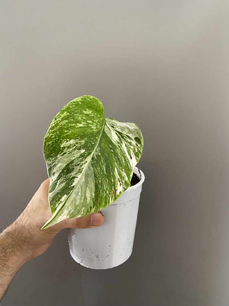 Variegata monstera podas