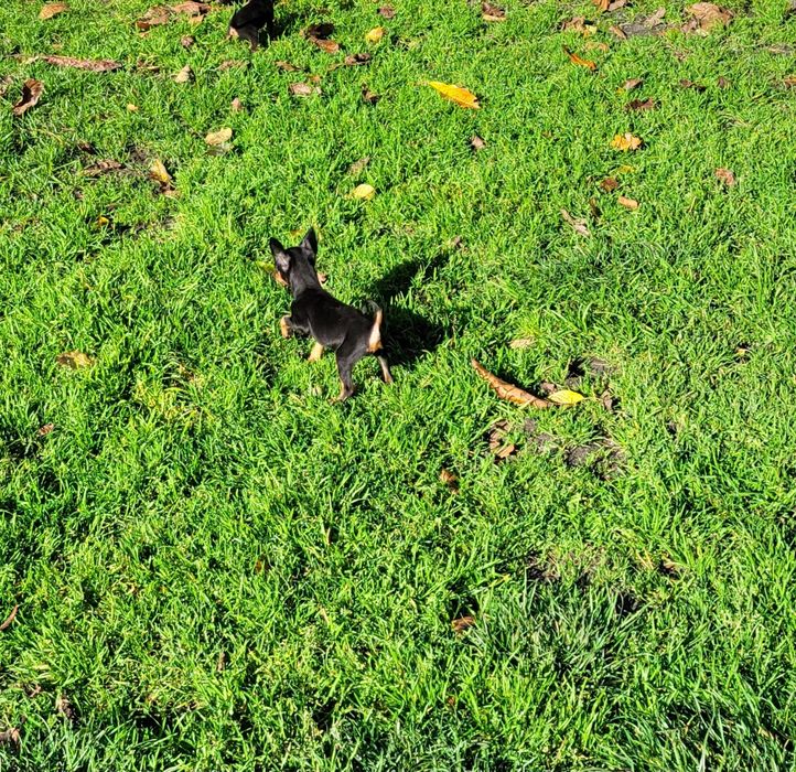 Pinczer miniaturowy suczka