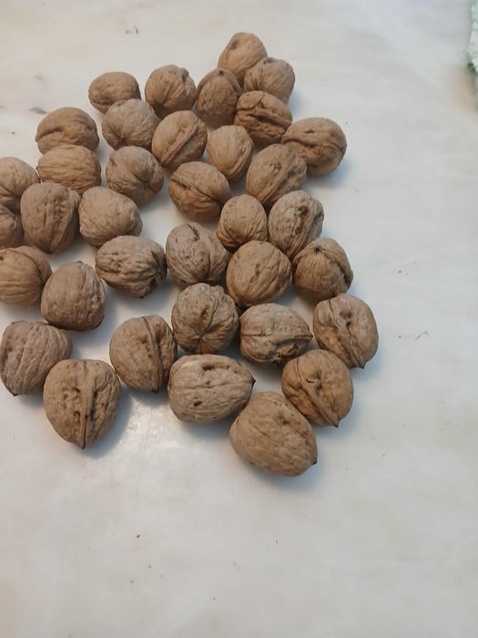 Nozes de produção nacional, na Azambuja