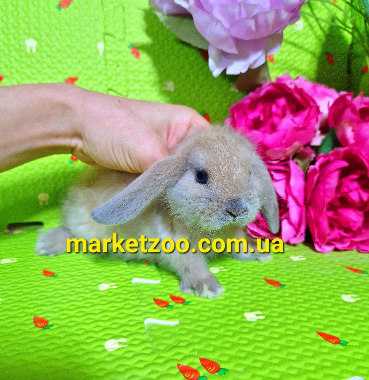 Mini lop міні мини кролики карликовые вислоухий баранчик ліловий