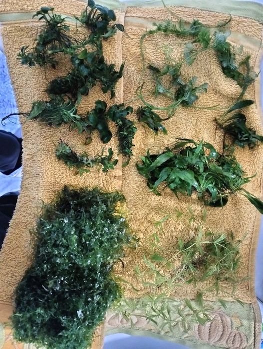 Várias plantas de aquário