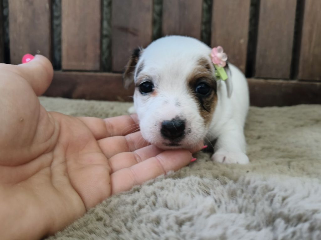 Jack Russell Terrier Fêmea