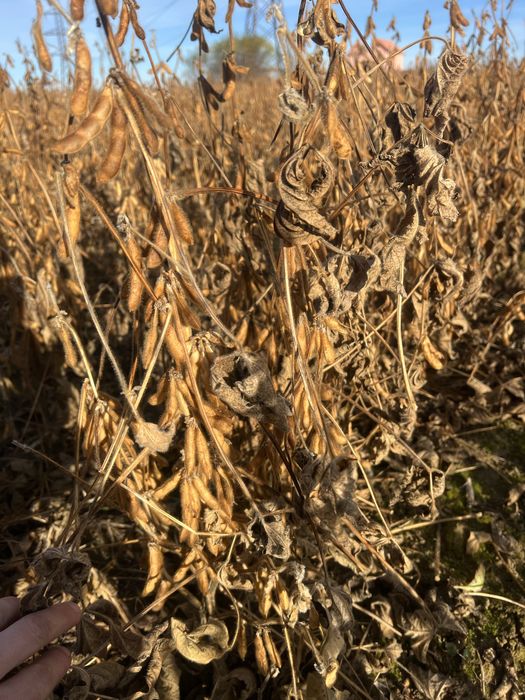 Продається соя канзас 2 репродукція