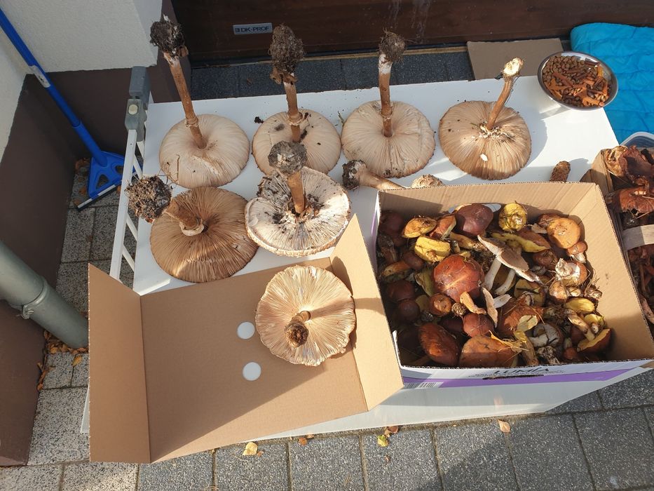 Sprzedam swieze grzyby podgrzybki rydze kanie sowy maslaki