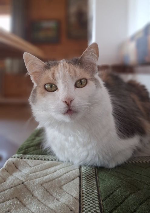 Віддам в добрі руки дуже милу кицю