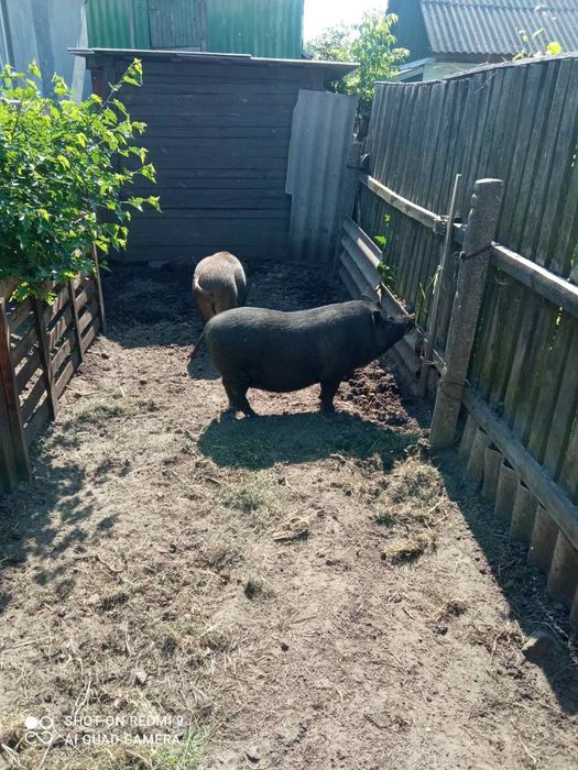 Поросна свиня породи кармал