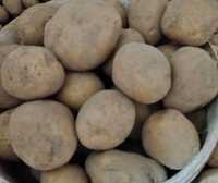 Jadalne ziemniaki-niepryskane