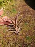 Planta aérea Tillandsia