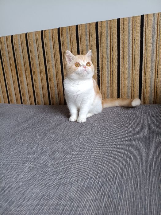 Породные шотландские котята, не вЕслоухие,а действительно вИслоухие!