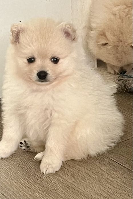 spitz anao branco perola