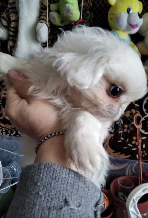 Найкращі Білі Королівські Пікінеси Нового Типу