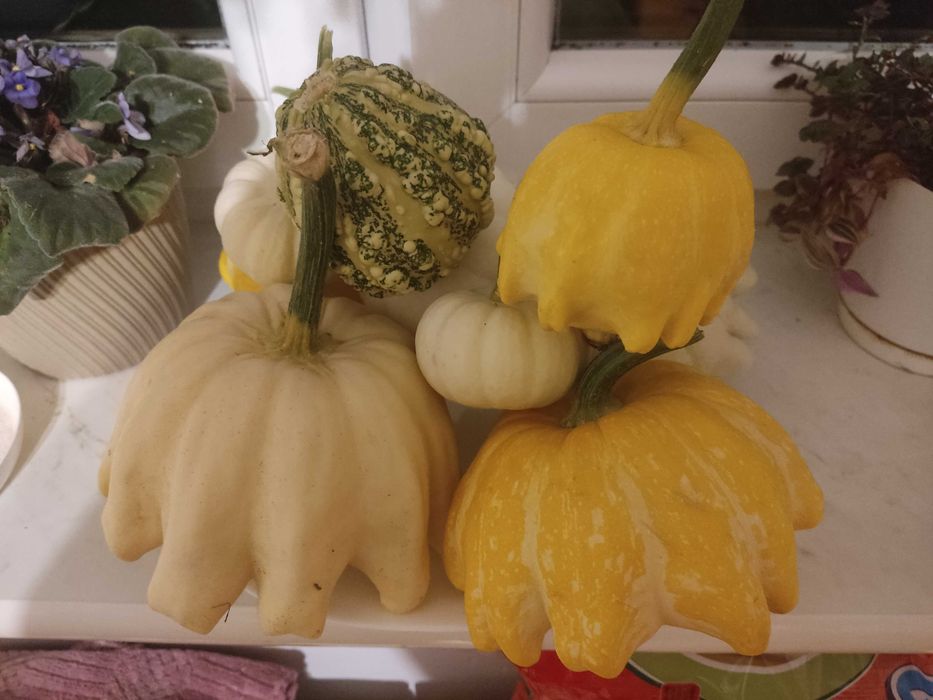 Dynia jadalna i ozdobna.