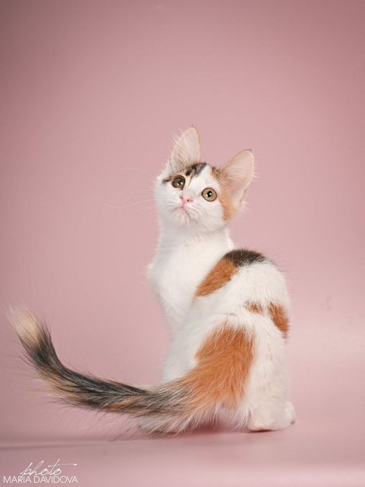 Отдам даром в добрые руки трехцветную кошечку